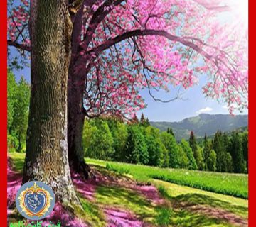 شکوفه‌های اجابت